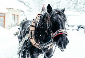 Ein schwarzes Pferd steht mit Geschirr im Schnee vor einem verschneiten Gebäude.