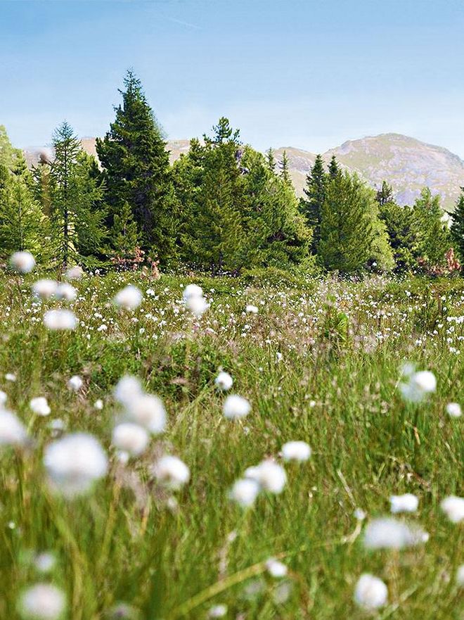 Blumenwiese im Biosphärenpark Nockberge