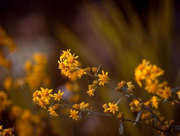 Gelbe Blüten der Arnika