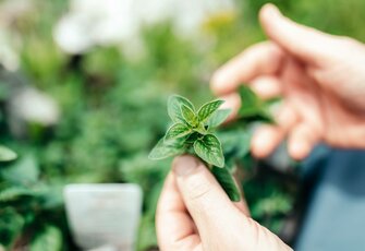 Eine Hand hält frische grüne Kräuter, im Hintergrund ist eine weitere Hand unscharf zu sehen.