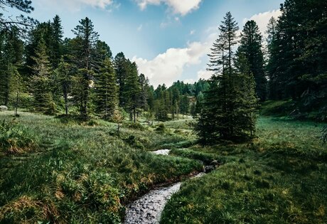A narrow stream runs through a green alpine meadow with spruce forest in the Nockberge Biosphere Reserve.