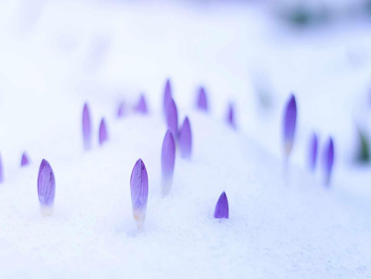 Blumen im Schnee.