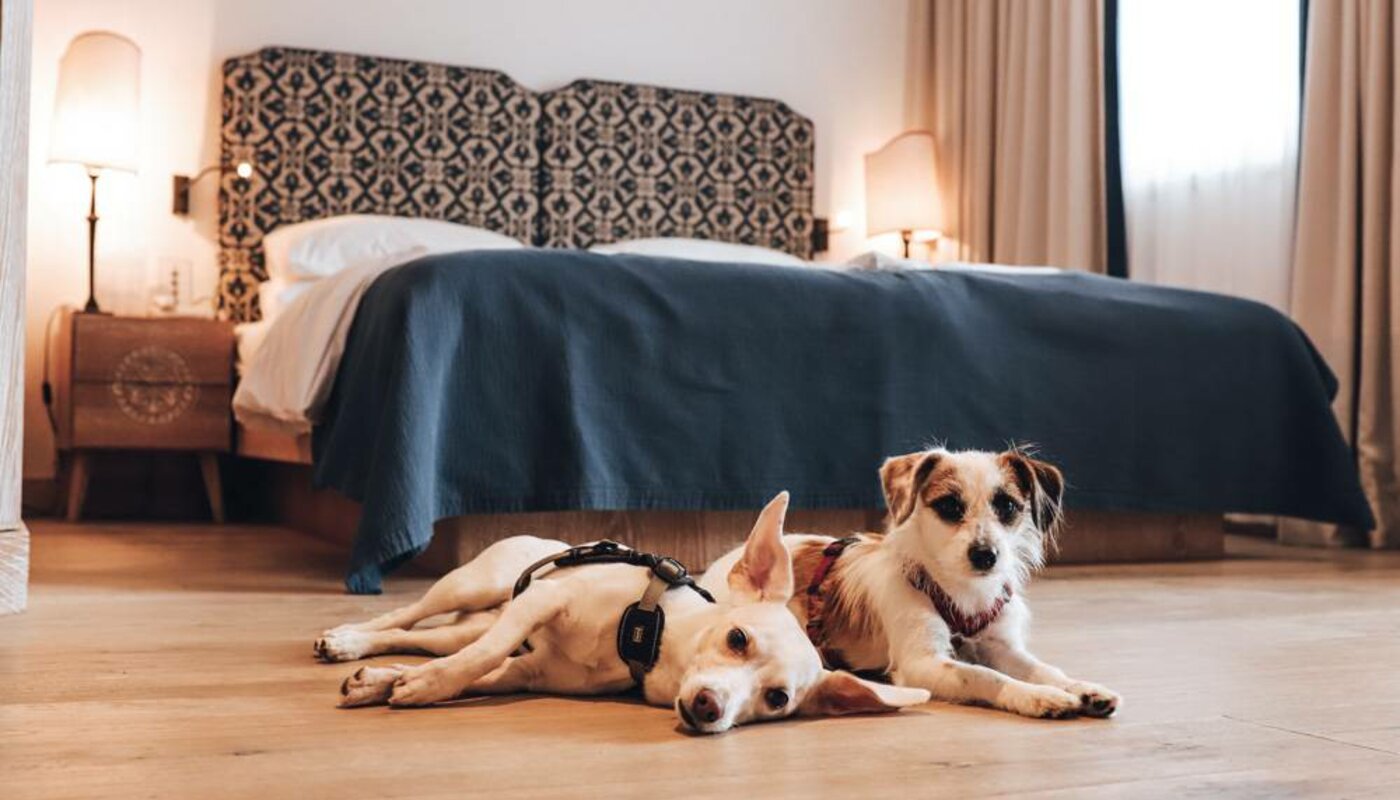 Two dogs are lying relaxed on the wooden floor in front of a bed in a hotel room.