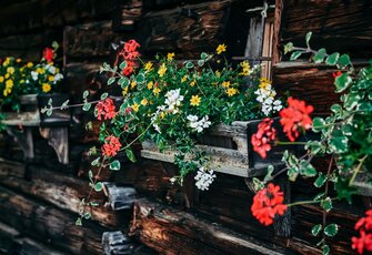 Ein Blumenkasten mit roten, gelben und weißen Blumen hängt an einer dunklen Holzwand.