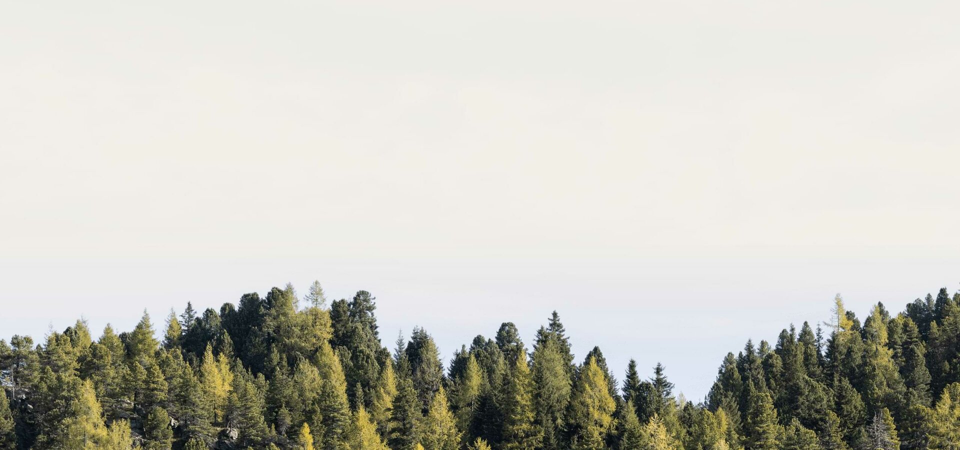Ein dichter Nadelwald reicht bis zum Horizont unter einem hellen Sommerhimmel.