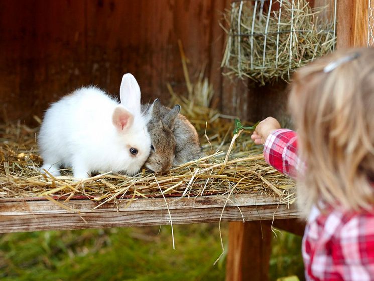 Feeding rabbits during a family holiday in the Hotel Hochschhober on the Turracher Höhe