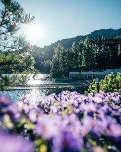 Der Turracher See liegt vor bewaldeten Berghängen, im Vordergrund sind unscharfe violette Blüten zu sehen.