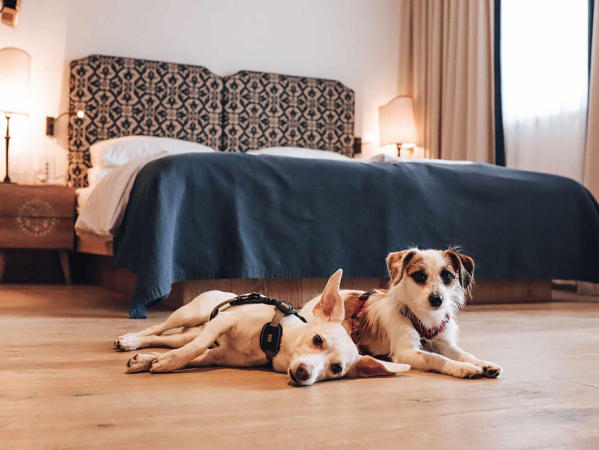 Zwei Hunde am Boden vorm Doppelbett