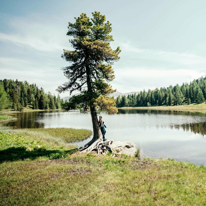 Ein einzelner Baum steht am Ufer eines ruhigen Sees, umgeben von Wiesen und dichtem Wald.